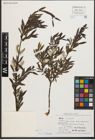Foto von Salix purpurea L.